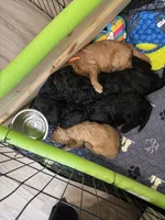 Mr. Orange, a male Goldendoodle for sale in Ashland City, TN – 5 of 6