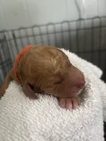 Mr. Orange, a male Goldendoodle for sale in Ashland City, TN – 3 of 6