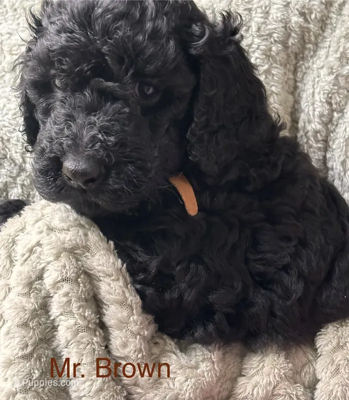 Mr. Brown – Goldendoodle puppy for sale in Ashland City, TN