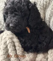 Mr. Brown, a male Goldendoodle for sale in Ashland City, TN – 1 of 4