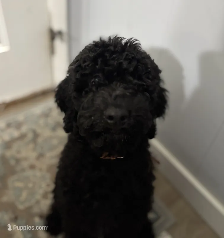 Mr. Brown – Goldendoodle puppy for sale in Ashland City, TN