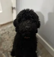 Mr. Brown, a male Goldendoodle for sale in Ashland City, TN – 1 of 9