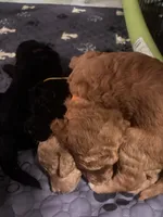 Mr. Orange, a male Goldendoodle for sale in Ashland City, TN – 4 of 6
