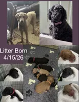 Mr. Brown, a male Goldendoodle for sale in Ashland City, TN – 2 of 4