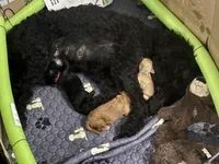 Ms. Pink, a male Goldendoodle for sale in Ashland City, TN – 4 of 5