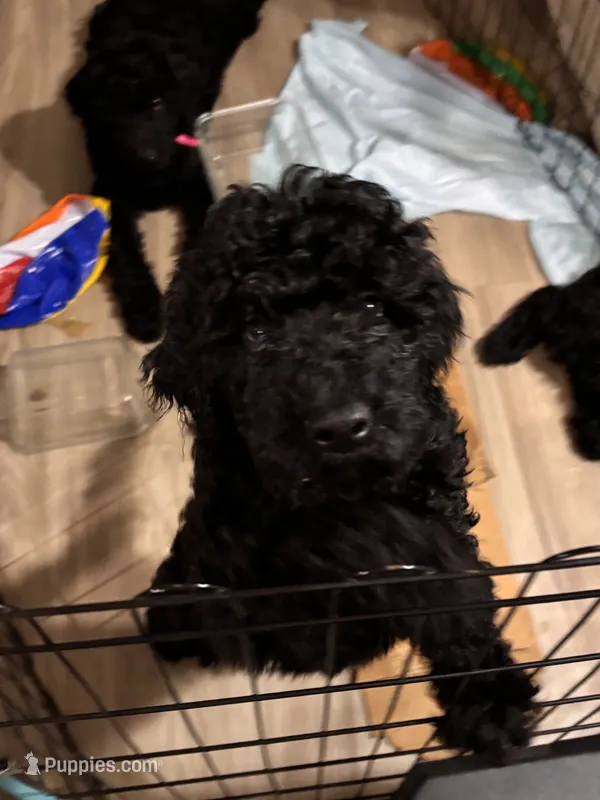 Mr. Brown – Goldendoodle puppy for sale in Ashland City, TN