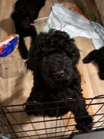 Mr. Brown, a male Goldendoodle for sale in Ashland City, TN – 2 of 9