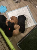 Mr. Red, a male Goldendoodle for sale in Ashland City, TN – 5 of 5