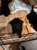 Mr. Brown, a male Goldendoodle for sale in Ashland City, TN – 7 of 9