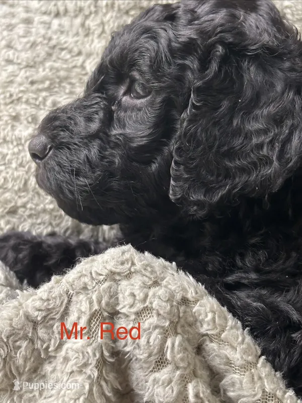 Mr. Red – Goldendoodle puppy for sale in Ashland City, TN