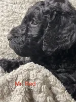 Mr. Red, a male Goldendoodle for sale in Ashland City, TN – 1 of 5