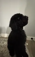 Mr. Brown, a male Goldendoodle for sale in Ashland City, TN – 8 of 9