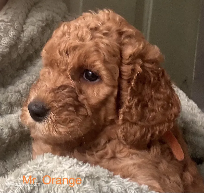 Mr. Orange – Goldendoodle puppy for sale in Ashland City, TN