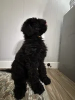 Mr. Brown, a male Goldendoodle for sale in Ashland City, TN – 9 of 9