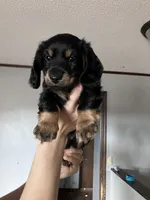 Smokey, a male Miniature Dachshund for sale in Ava, MO – 1 of 1