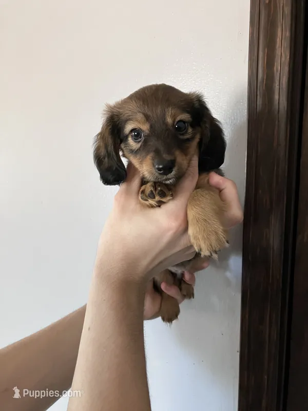 Pumpkin – Miniature Dachshund puppy for sale in Ava, MO