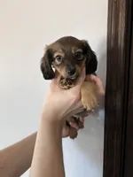 Pumpkin, a male Miniature Dachshund for sale in Ava, MO – 1 of 1