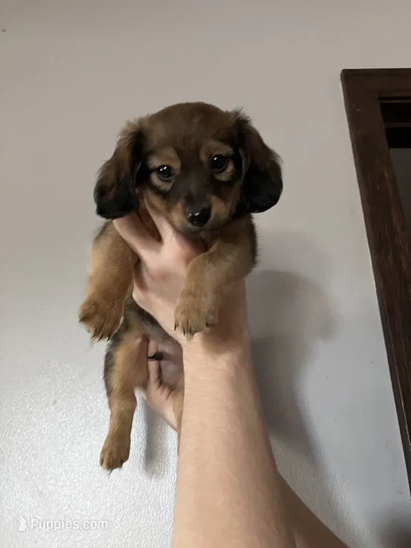 Rollo – Miniature Dachshund puppy for sale in Ava, MO