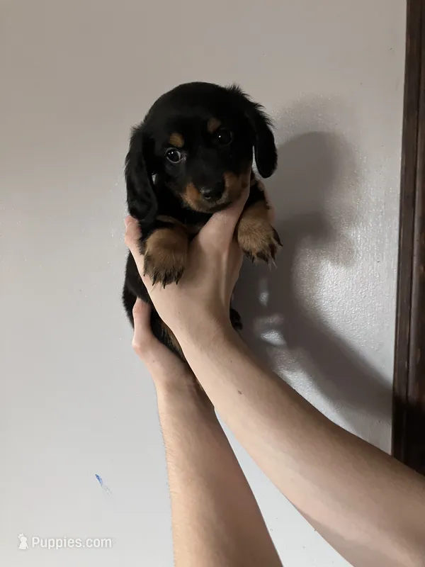 Rocco – Miniature Dachshund puppy for sale in Ava, MO