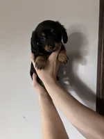 Rocco, a male Miniature Dachshund for sale in Ava, MO – 1 of 1