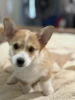 Lt. Dan, a male Pembroke Welsh Corgi for sale in Granbury, TX – 6 of 6