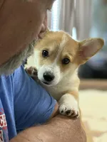 Lt. Dan, a male Pembroke Welsh Corgi for sale in Granbury, TX – 4 of 6