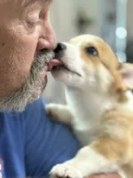 Lt. Dan, a male Pembroke Welsh Corgi for sale in Granbury, TX – 5 of 6
