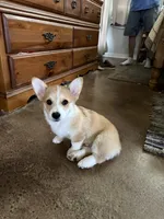 Lt. Dan, a male Pembroke Welsh Corgi for sale in Granbury, TX – 3 of 6