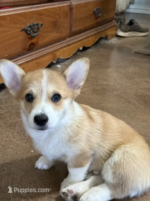 Lt. Dan – Pembroke Welsh Corgi puppy for sale in Granbury, TX
