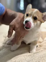 Lt. Dan, a male Pembroke Welsh Corgi for sale in Granbury, TX – 2 of 6
