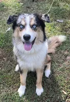 Aurora *Blue eyes* , a female Australian Shepherd and Siberian Husky for sale in Andalusia, AL – 4 of 5