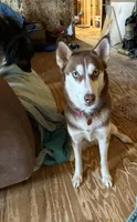 Aurora *Blue eyes* , a female Australian Shepherd and Siberian Husky for sale in Andalusia, AL – 5 of 5