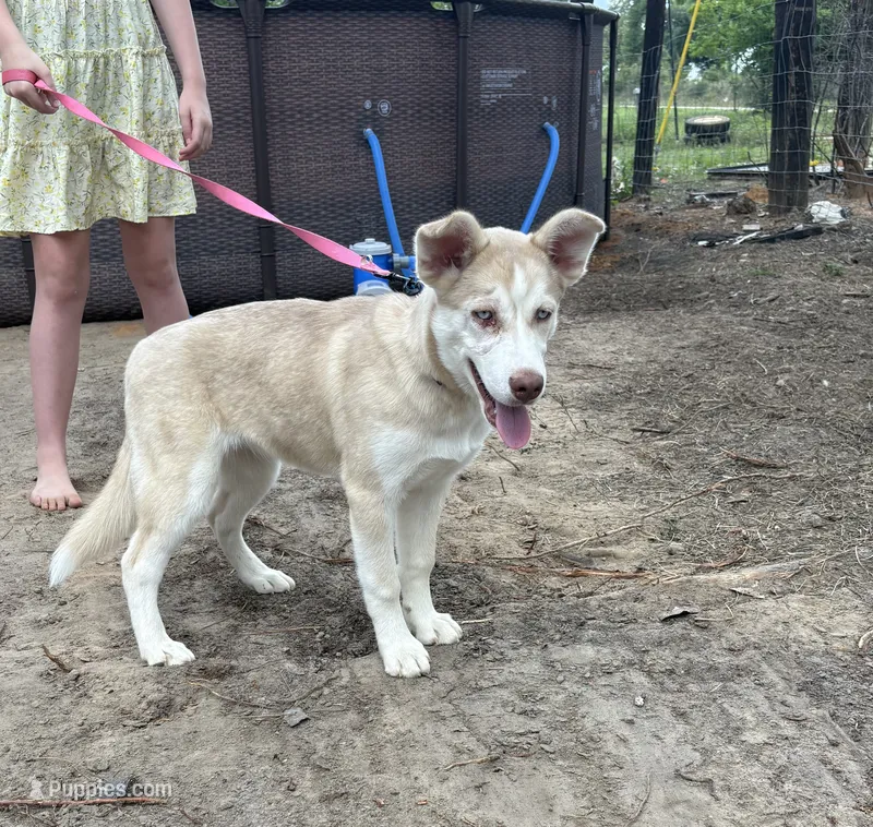 Aurora *Blue eyes*  – Australian Shepherd, Siberian Husky puppy for sale in Andalusia, AL