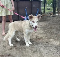 Aurora *Blue eyes* , a female Australian Shepherd and Siberian Husky for sale in Andalusia, AL – 1 of 5