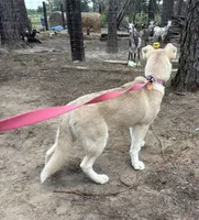 Aurora *Blue eyes* , a female Australian Shepherd and Siberian Husky for sale in Andalusia, AL – 2 of 5