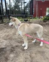 Aurora *Blue eyes* , a female Australian Shepherd and Siberian Husky for sale in Andalusia, AL – 3 of 5