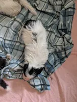 Apollo , a male Australian Shepherd and Border Collie for sale in Winona, MN – 4 of 4