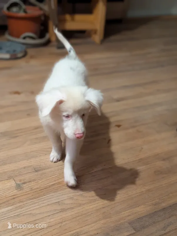 Aphrodite  – Australian Shepherd, Border Collie puppy for sale in Winona, MN