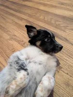 Zeus , a male Australian Shepherd and Border Collie for sale in Winona, MN – 4 of 9