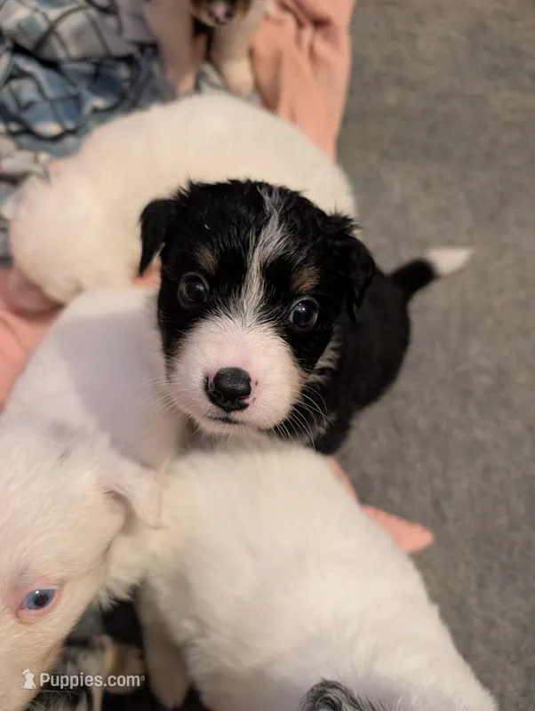 Poseidon – Australian Shepherd, Border Collie puppy for sale in Winona, MN