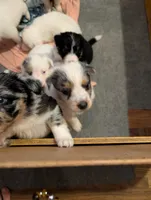 Hades, a male Australian Shepherd and Border Collie for sale in Winona, MN – 2 of 4