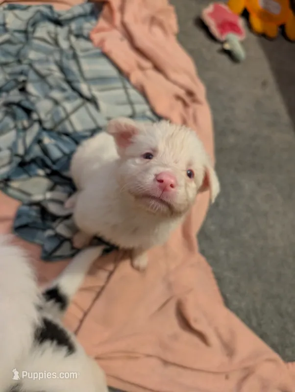 Aphrodite  – Australian Shepherd, Border Collie puppy for sale in Winona, MN