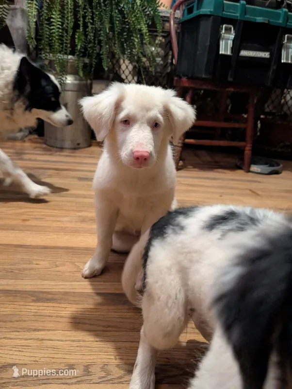 Aphrodite  – Australian Shepherd, Border Collie puppy for sale in Winona, MN
