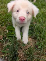Aphrodite , a male Australian Shepherd and Border Collie for sale in Winona, MN – 3 of 8