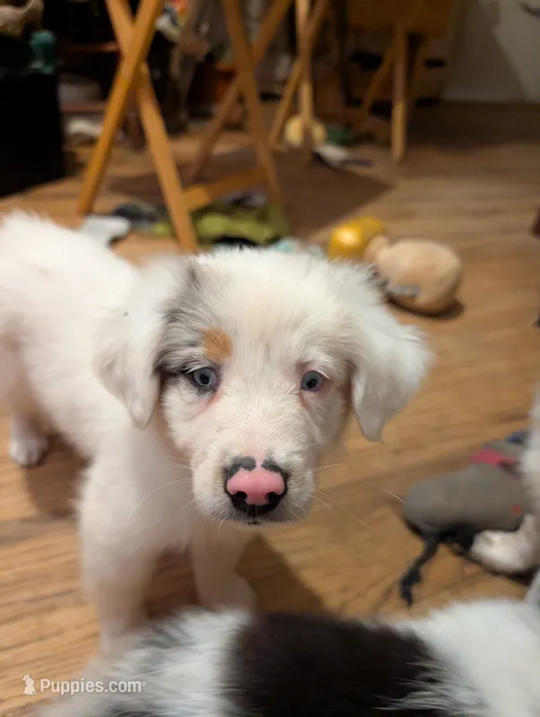Hermes  – Australian Shepherd, Border Collie puppy for sale in Winona, MN
