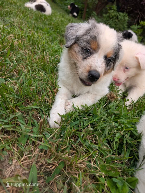 Hades – Australian Shepherd, Border Collie puppy for sale in Winona, MN