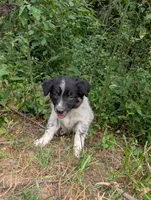 Zeus , a male Australian Shepherd and Border Collie for sale in Winona, MN – 5 of 9