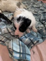Apollo , a male Australian Shepherd and Border Collie for sale in Winona, MN – 2 of 4