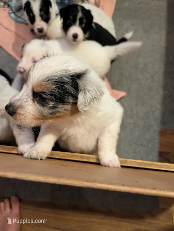 Hades – Australian Shepherd, Border Collie puppy for sale in Winona, MN