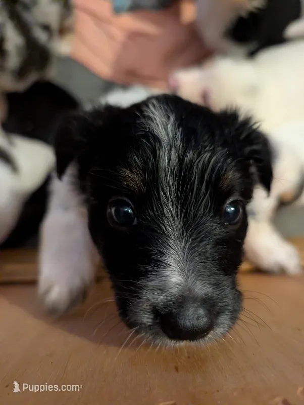 Zeus  – Australian Shepherd, Border Collie puppy for sale in Winona, MN